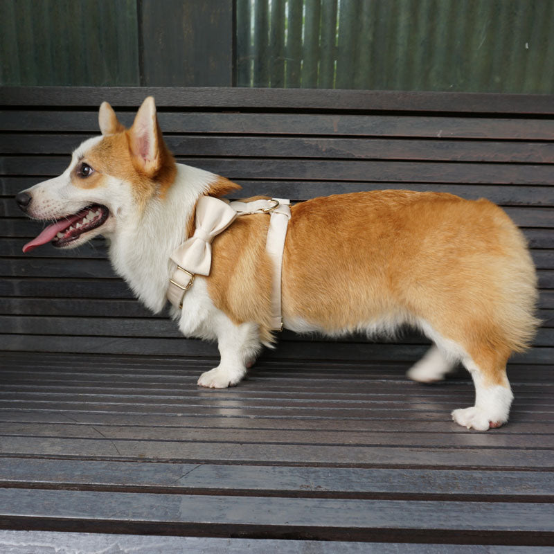 PETDURO Personalized Dog Collar Set Gold Buckle Cream Velvet