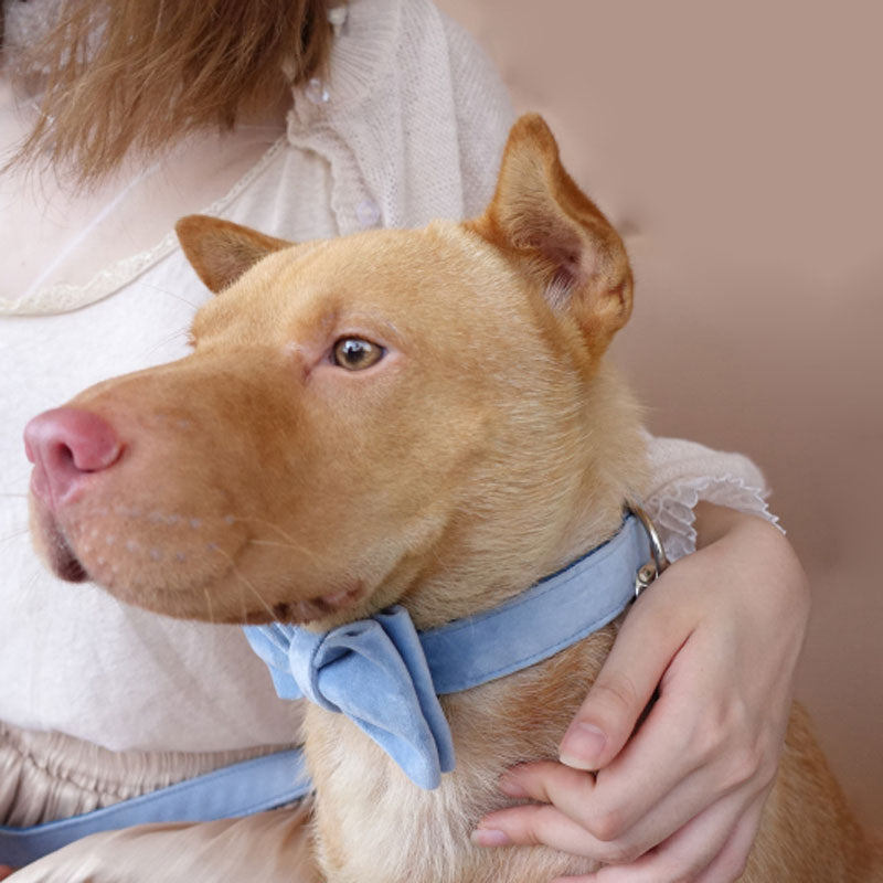 PETDURO Custom Dog Collar Name Engraved Rose Gold Buckle Light Blue Velvet