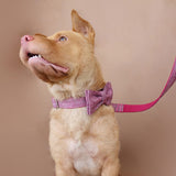 Personalized Dog Collar Pink Suit with Leash Bow Tie Engraved Metal Buckle