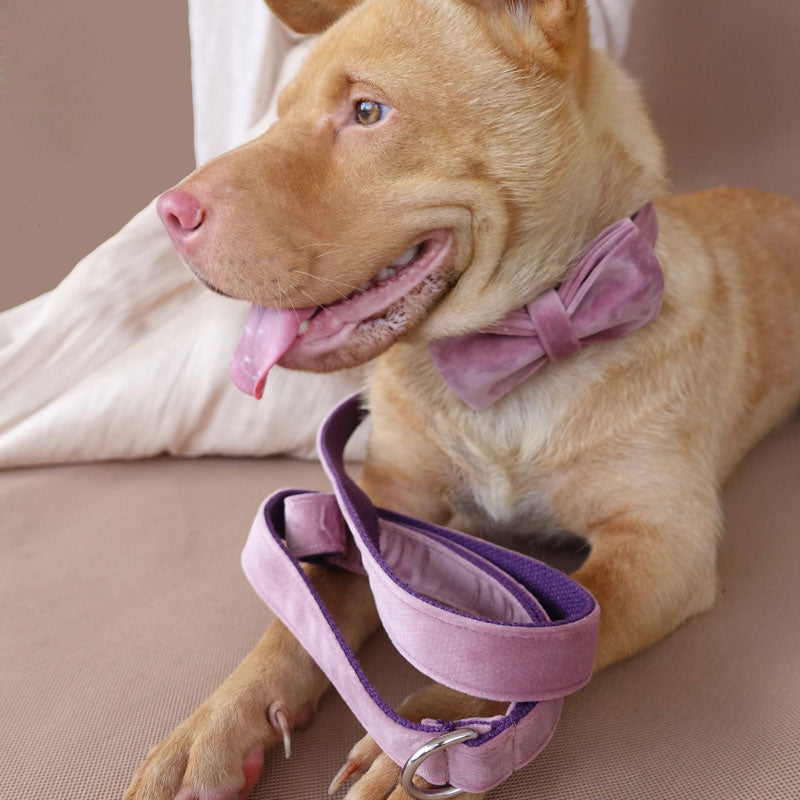 PETDURO Personalized Dog Collar with Leash Bow Tie Set Pink Velvet