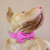 Personalized Dog Collar Pink Velvet with Leash Bow Tie and Engraved Metal Buckle