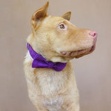 Custom Dog Collar with Matching Dog Leash Bow Tie Set Purple Velvet Metal Buckle
